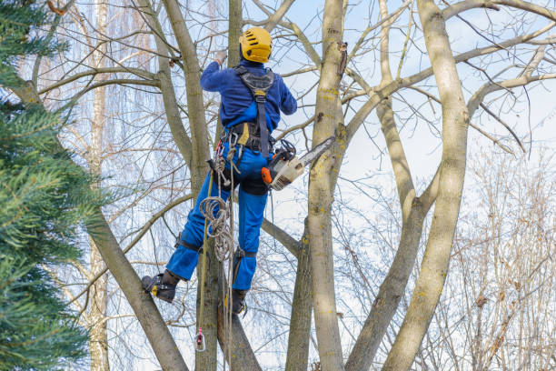 Tree and Shrub Care in Haliimaile, HI